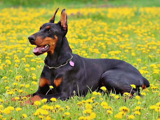 doberman